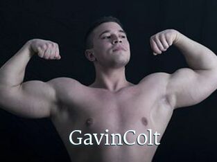 GavinColt