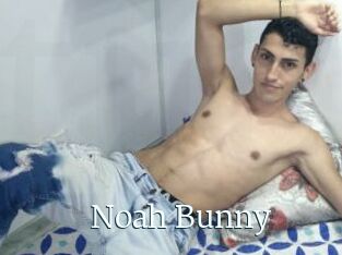Noah_Bunny